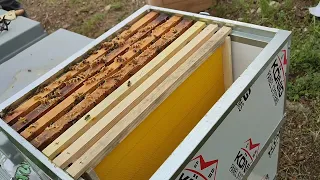 PROFESSIONAL BEekeeping.HIVE CARE