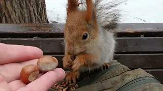 Белка без комплексов / Squirrel without complexes