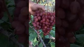 Виноград Полісся