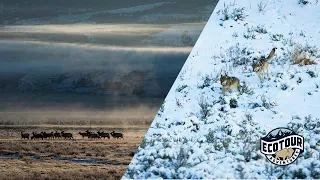 Yellowstone Wolves Hunting Elk December 2020