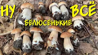 БЕЛЫЕ ГРИБЫ. НУ ВОТ И НАСТОЯЩИЙ СБОР. ЧАСТЬ 1.