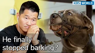 He finally stopped barking? [Dogs are incredible : EP.138-1] | KBS WORLD TV 220906