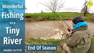 Wonderful Fishing On The Tiny River Arrow - Wixford Angling Club - Studley - 13/3/24 (Video 482)