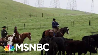 Farmers: Trump's Trade War Leaves Industry 'Worse, Not Better' | The Beat With Ari Melber | MSNBC