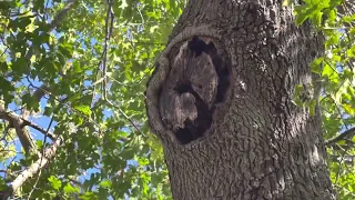 Oak tree pruning decisions