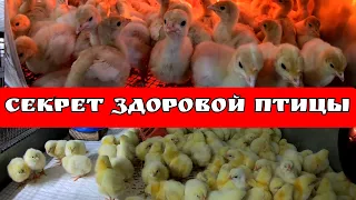 Пропойки для бройлера, индейки, несушки и другой птицы от "Годуновского бройлера"