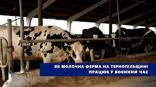 Як молочна ферма на Тернопільщині працює у воєнний час