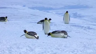 Веселые пингвины. Приколы с пингвинами