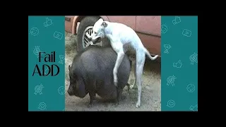 Try Not To Laugh Or Grin : Best Funny Animal Fails Compilation of August 2018 !!  #LOWi