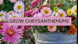 Growing chrysanthemums - what you really need to know!