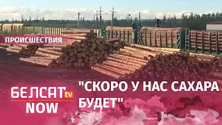 Вырубка леса идет полным ходом