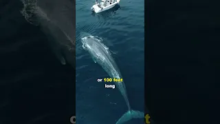 Blue Whale | The Largest Animal In The World