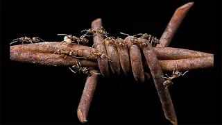 CARTA: Ants and the Anthropocene with Mark Moffett