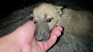 Нашли на трассе, хромал и плакал. Машины чуть не сбили его 🥹 lucky