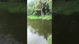 Giant Mekong Catfish Thailand. Palm Tree Lagoon.