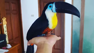 How baby toco toucan grows up. IG: @andy_hoo_brankass