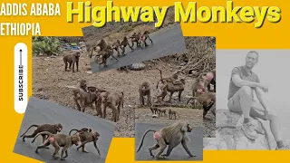 Highway Monkeys of Africa, nature's wonders