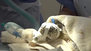 Four Turtles Underwent Surgery at the Palm Beach Zoo