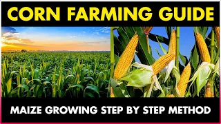 Corn Farming / Maize Cultivation | Step by Step Method | Makka Farming Complete Guide