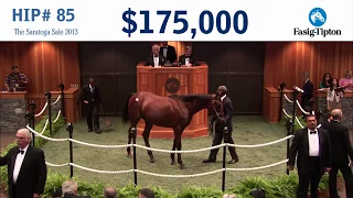 Before They Were Stars: Champion AMERICAN PHAROAH at the 2013 Saratoga Sale!