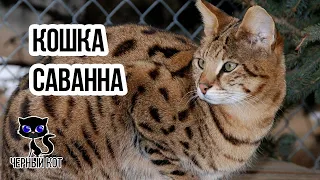 ✔ Кошка саванна - самая дорогая в мире порода для любителей экзотики