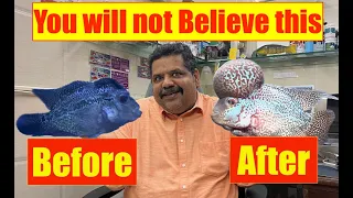 Flowerhorn - Fish Rescue & Cure | How to care for a flowerhorn Aquarium | Mayur Dev Aquascaper 4K