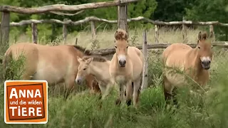 Wie wild ist das Wildpferd? | Reportage für Kinder | Anna und die wilden Tiere