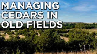 Dr. Craig Harper Discusses Controlling Easter Red Cedars On Your Property | Habitat Management