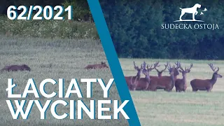 SUDECKA OSTOJA 62/2021. Polowanie na dziki. Hunting wildboars. Gospodarka łowiecka.