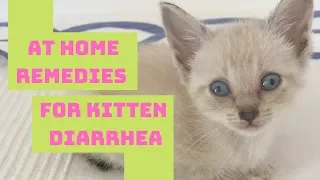 Kitten & Cat Diarrhea Home Remedy - Safe & Easy!