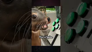 The Navy has video game-playing sea lions?!  🦭 🎮