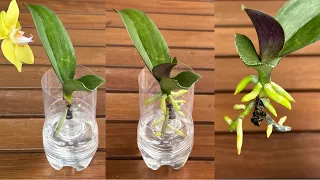 The secret to making orchids instantly grow roots and young leaves is very simple