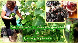 Salzgurken, Schüttelgurken Brombeerernte, Zwiebelernte