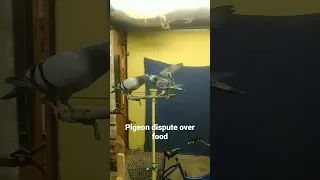 pigeons have a slap fight over some food.