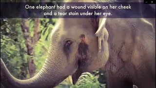 SHOCKING Undercover Footage of Elephant Abuse in Thailand! Link to the petition in the description!