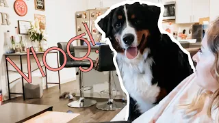 Life With A Bernese Mountain Dog | Vlog 2