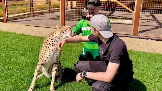 So affectionate! I'm shocked! Sasha met subscribers and brought them to visit cheetah Gerda!