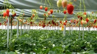 All-You-Can-Eat Strawberry Farm in Japan!