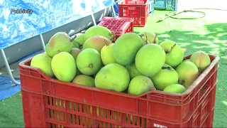 "Il Mango di Sicilia" a Fiumefreddo di Sicilia