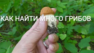 🐾🦟🕸️НАЧИНАЮЩИМ ☘️🌲🌼ГРИБНИКАМ | СЕКРЕТЫ 🐍БЫВАЛОГО ГРИБНИКА | КАК НАЙТИ ГРИБЫ БЫСТРО???