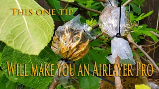 How to air-layer any plant with a high rate of success