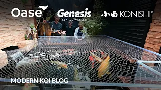 Modern Koi Blog #5608 - Live aus Japan: Der Privatteich von Hanato-san