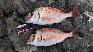 Light shore jigging - Red Porgy on Duo Drag Metal Cast jigs