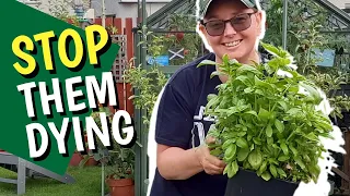 How to keep shop bought herbs alive