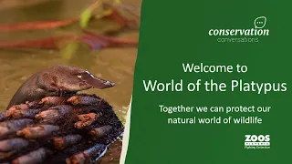 Conservation Conversations Webinar- World of the Platypus