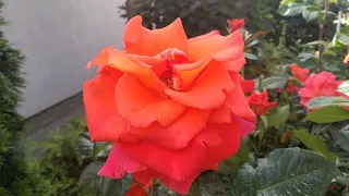 Непрерывноцветущая роза Вестерленд 🌹 (Westerland) или прекрасная незнакомка?