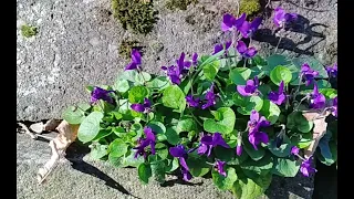 Wild Violets. Folk Magic. Traditional Witchcraft.