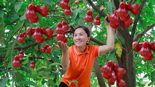 Harvest Red Water Apple (Man Do) goes to the market sell | Emma Daily Life