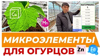 МИКРОЭЛЕМЕНТЫ ДЛЯ ОГУРЦОВ. #теплица #агробизнес #удобрения #рассада #микроэлементы