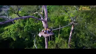 Pattaya Zipline - Bangkok Zipline - Flight of the GIbbon